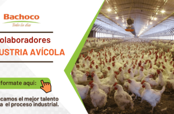 Industria Avícola Bachoco requiere contar con los mejores colaboradores