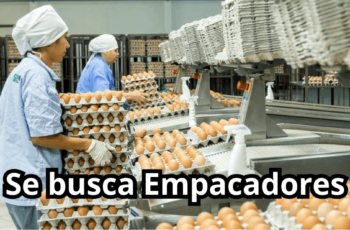 trabajos para empacar huevos de gallina