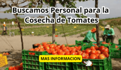 TRABAJOS PARA COSECHAR TOMATES