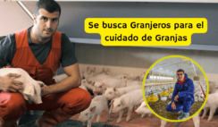 trabajo en granjas
